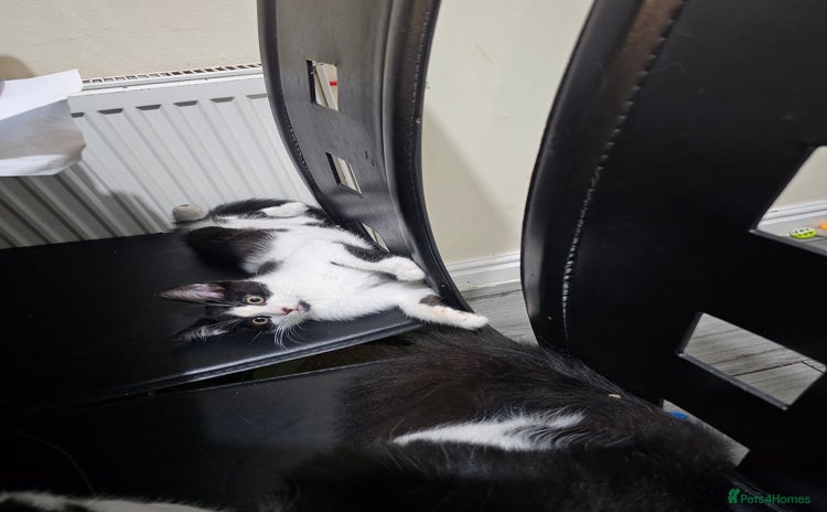 Mixed Breed cats 2 beautiful Maine Coon mix kittens  - Advert 14