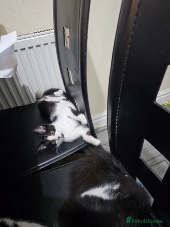 Mixed Breed cats 2 beautiful Maine Coon mix kittens - Advert 14