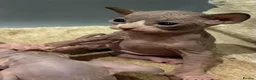 Sphynx cats for sale: 2 beautiful sphinx boys - Advert 4