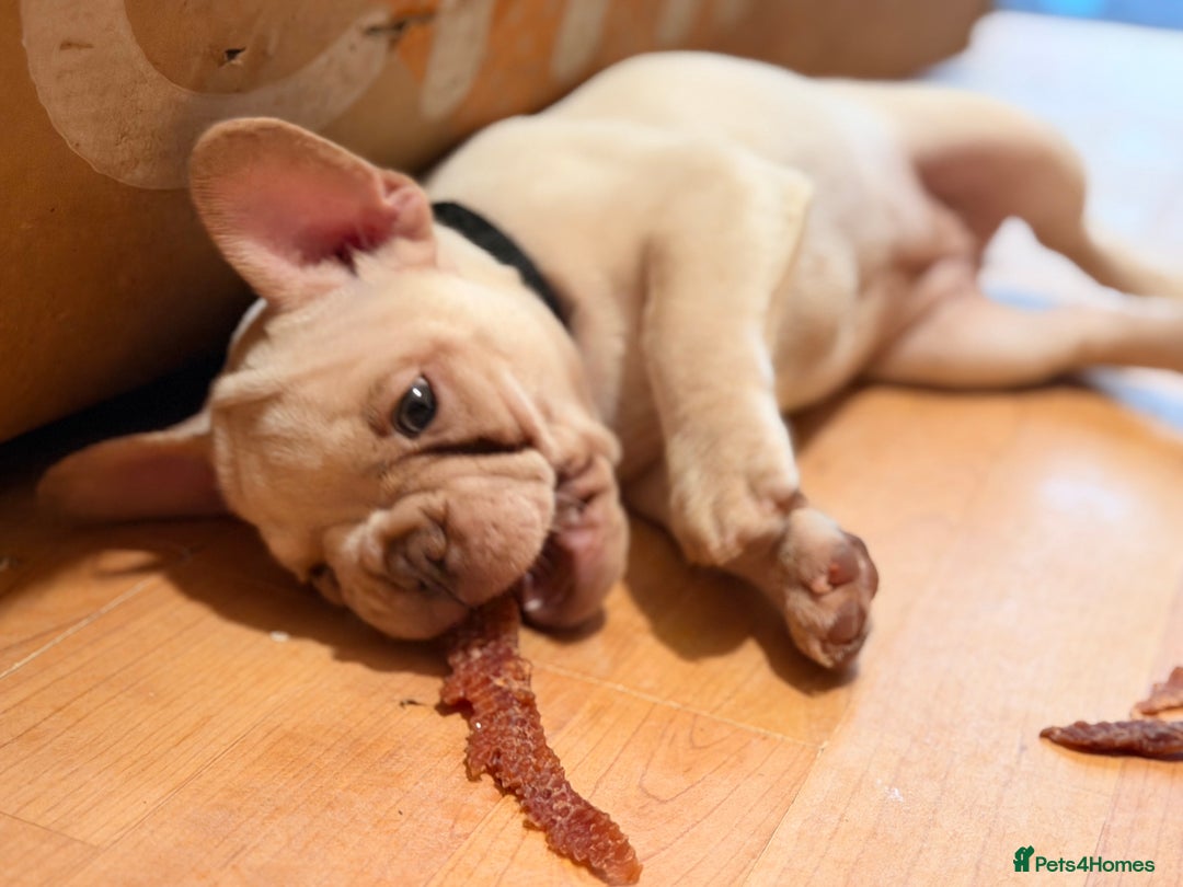 French Bulldog dogs for sale: Beautiful French Bulldog Puppies - Advert 20