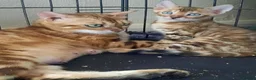 Bengal cats for sale: Stunning litter of brown rosetted Bengal cubs  - Advert 20