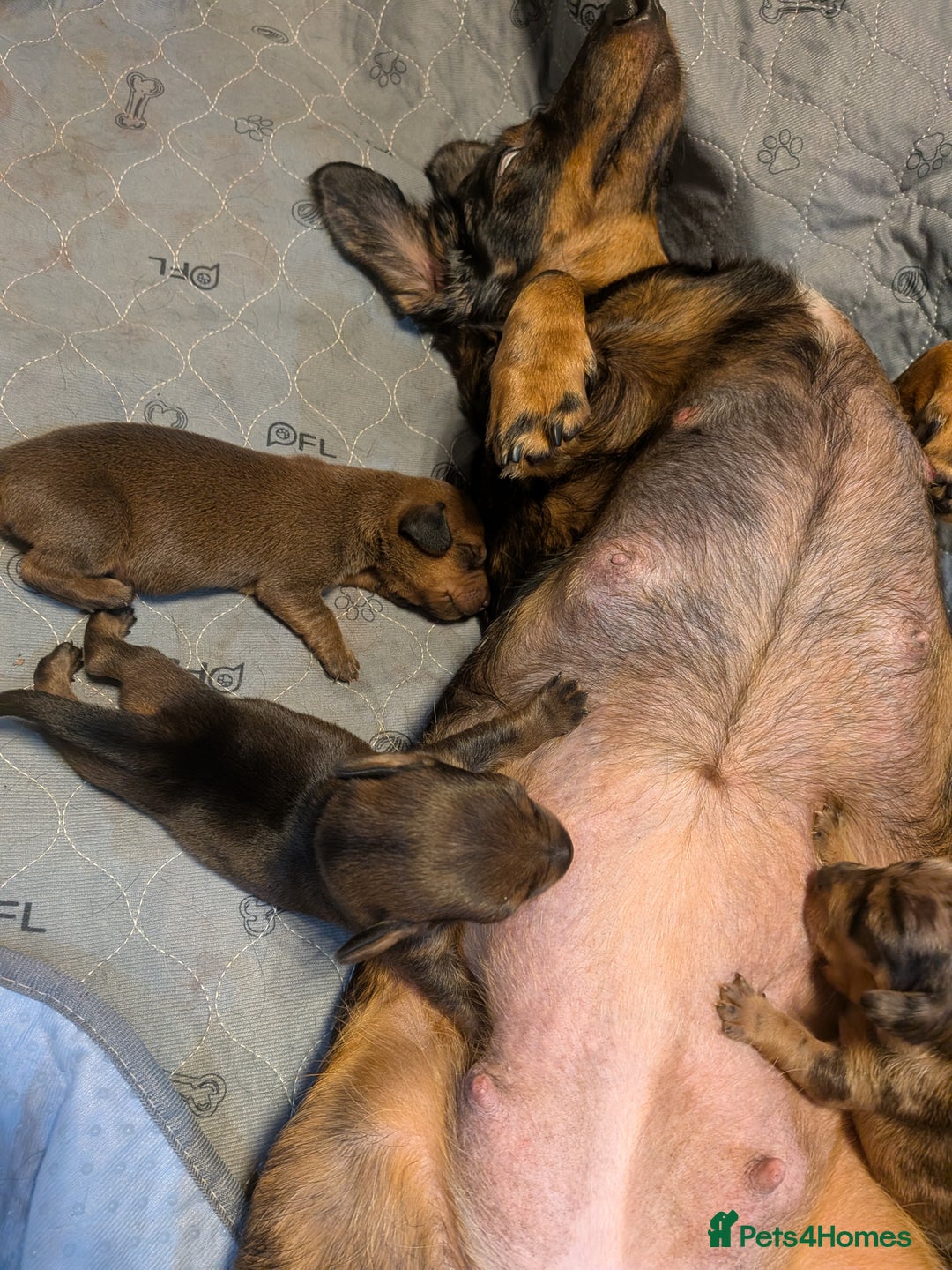 Dachshund dogs for sale: Dachshund puppies  - Advert 13