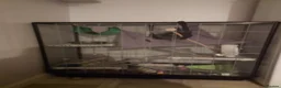 Rat rodents for sale: 2 female dumbo rats and cage  in Carrickfergus - Advert 3
