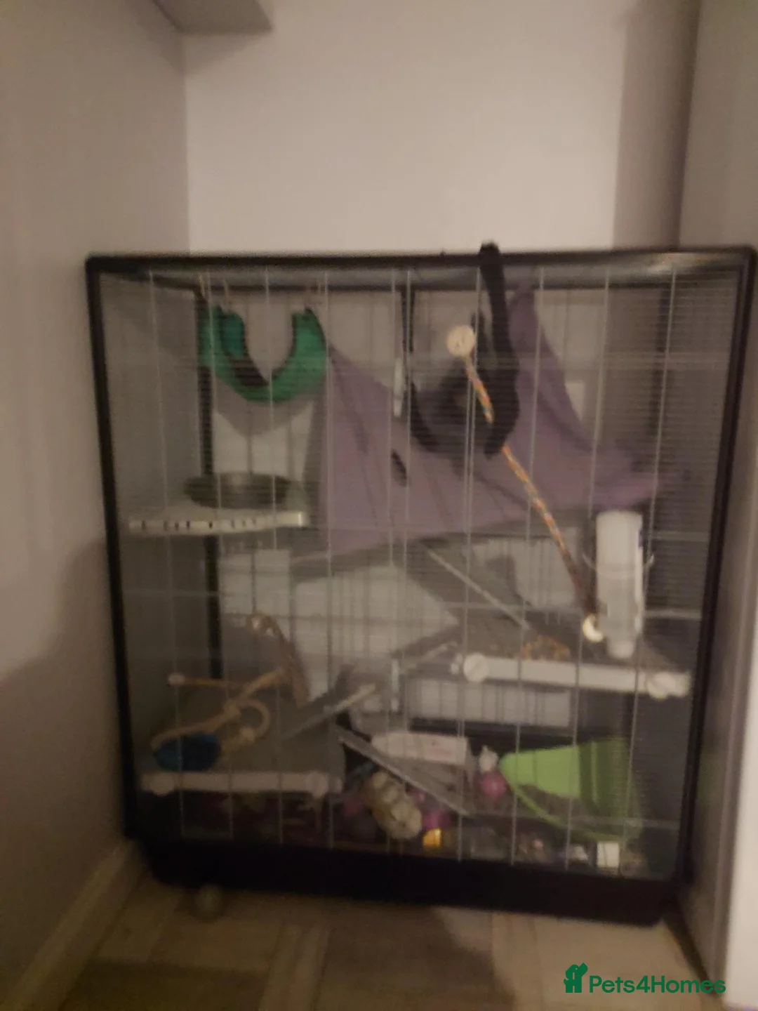 Rat rodents for sale: 2 female dumbo rats and cage  in Carrickfergus - Advert 3