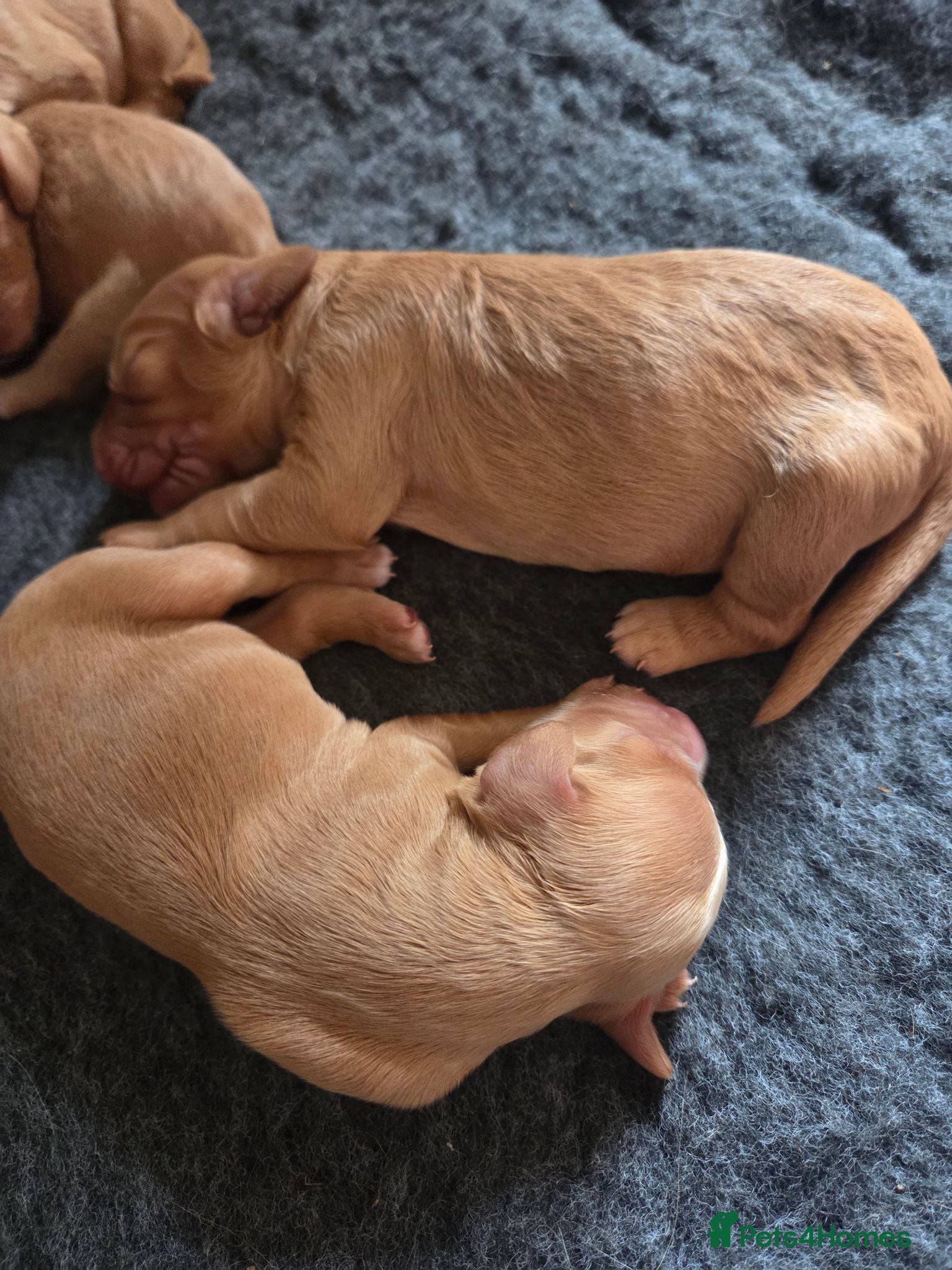 Cocker Spaniel dogs KC Registered Cocker Spaniels Due August  - Advert 4