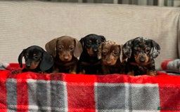 Miniature Dachshund dogs for sale: STUNNING DACHSUND PUPPIES  - Image 13