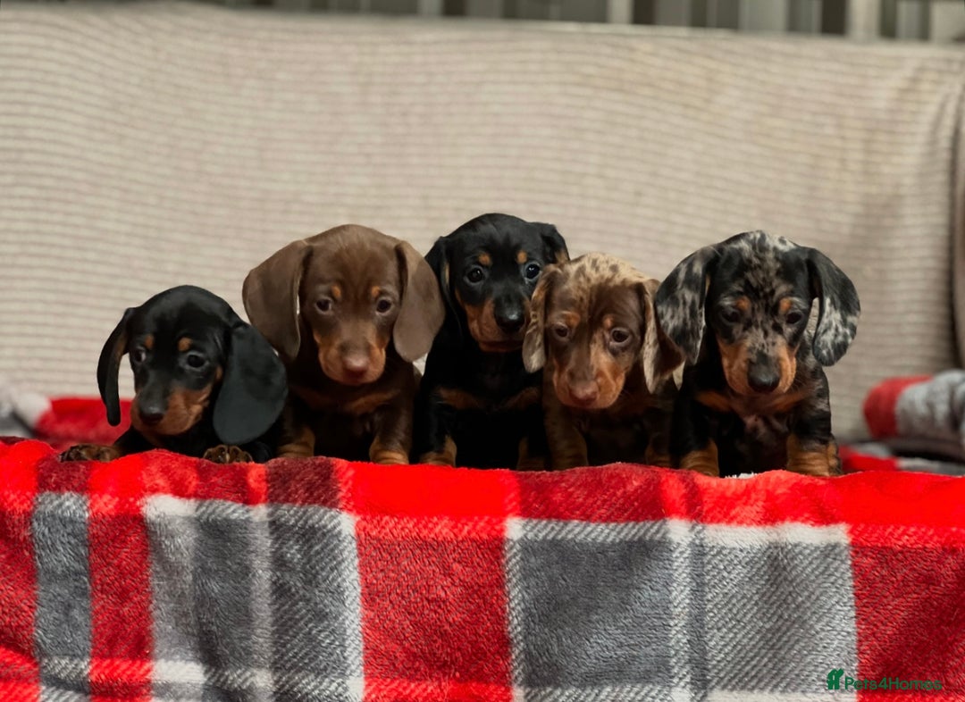Miniature Dachshund dogs for sale: STUNNING DACHSUND PUPPIES  - Image 13