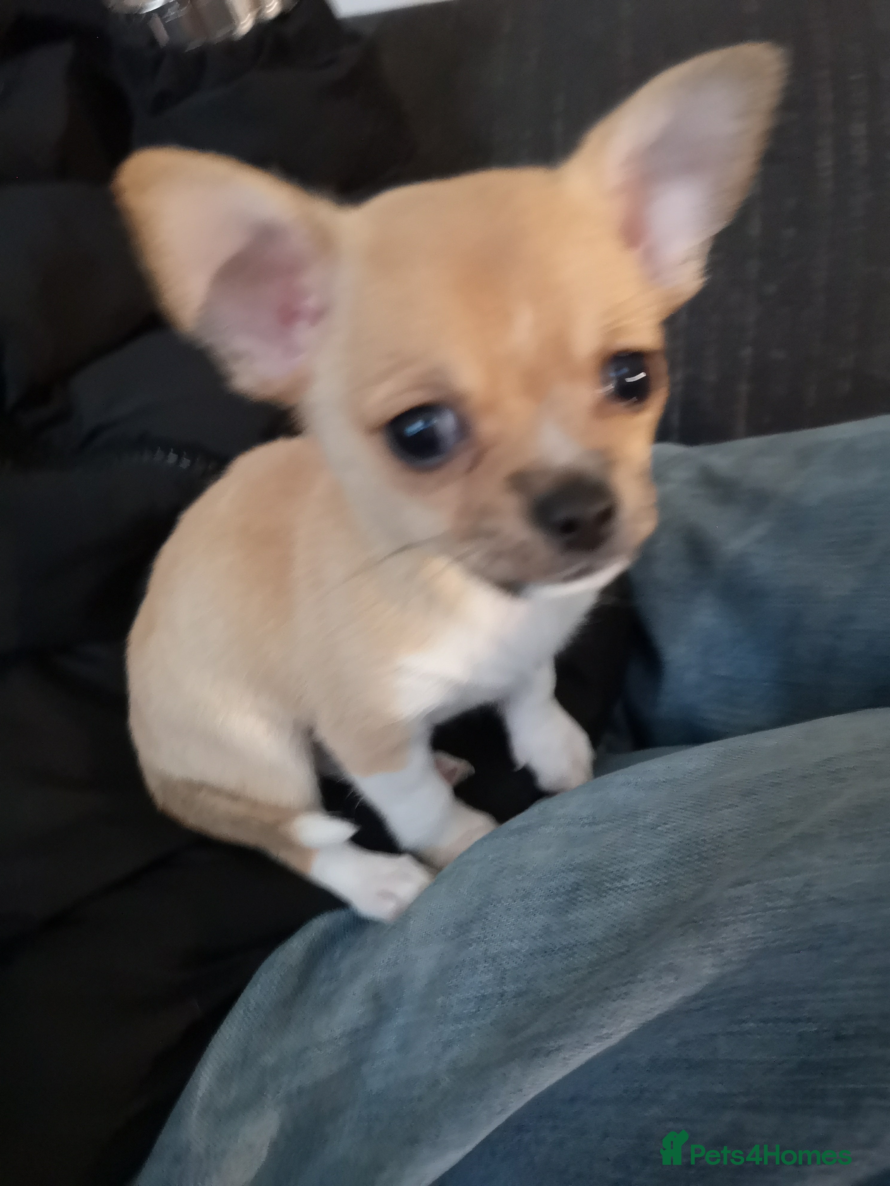 Chihuahua dogs Gorgeous tiny chibuahuas - Advert 13