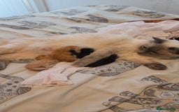 Ragdoll cats for sale: Ragdoll x tabby cat - Image 28