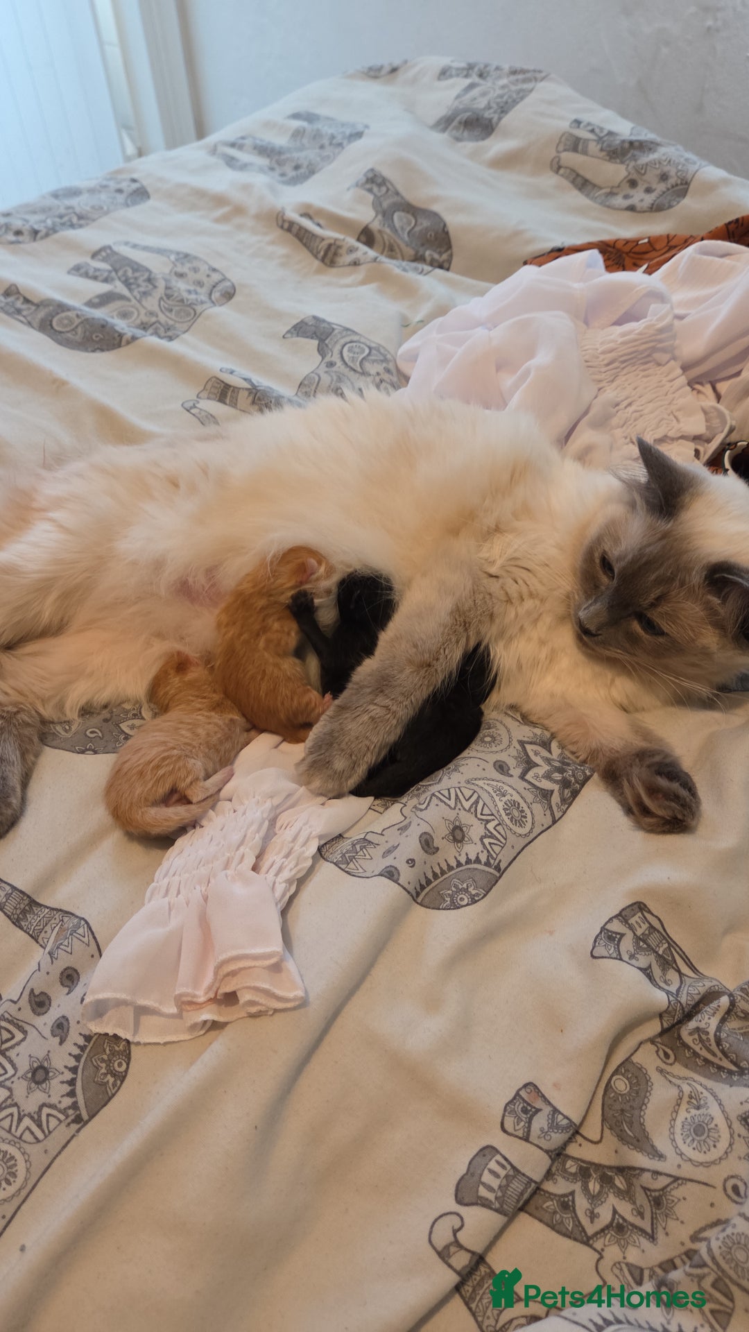 Ragdoll cats for sale: Ragdoll x tabby cat - Image 28