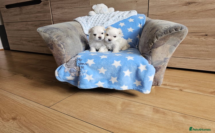 Maltese dogs - Advert 2