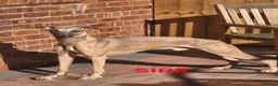 Whippet dogs for sale: K.c whippet  - Advert 2