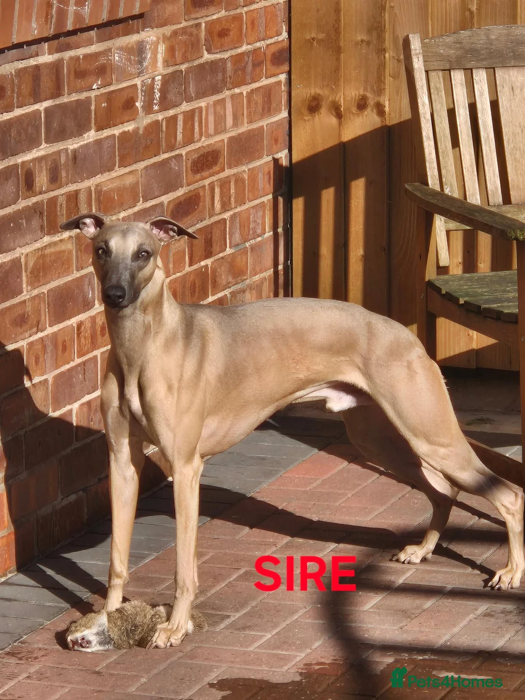 Whippet dogs for sale: K.c whippet  - Advert 2