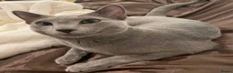 Russian Blue cats for sale: Gorgeous TICA Russian Blue Kittens - Advert 10