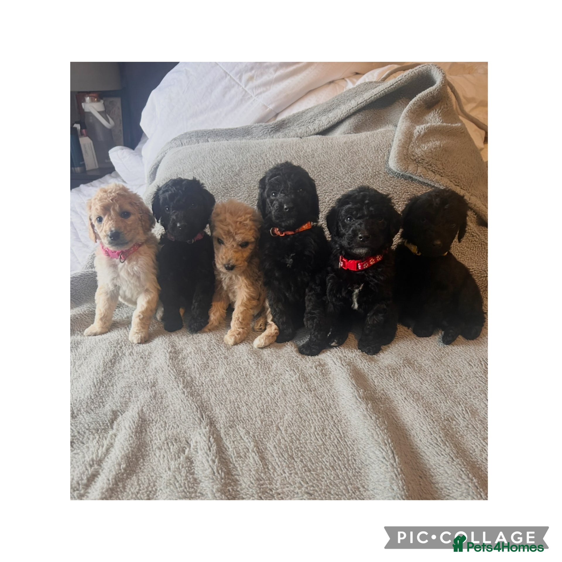 Labradoodle dogs  f1bb standard labradoodles - silver & apricots - Advert 2