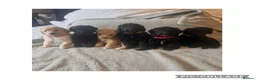 Labradoodle dogs for sale: Ready now rare silver f1bb standard labradoodles  - Advert 20