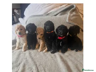 Labradoodle dogs f1bb standard labradoodles - silver & apricots - Advert 2