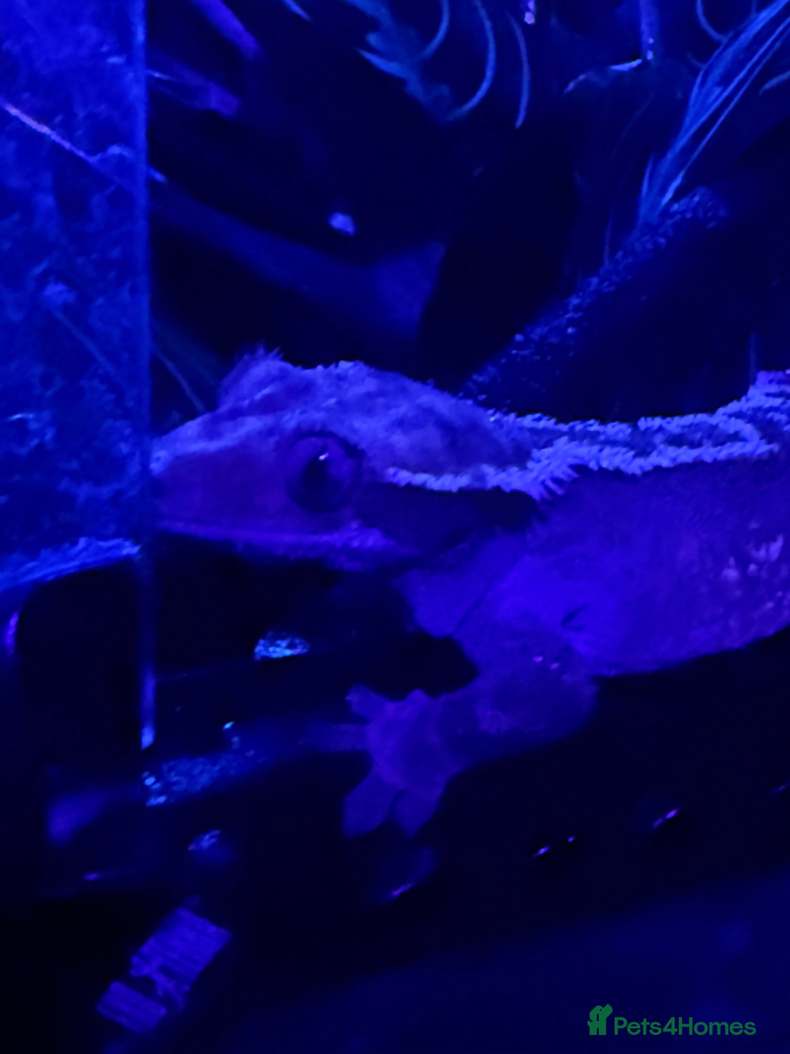 Gecko reptiles Crested Gecko With Full Bioactive Enclosure+ Stand - Advert 2