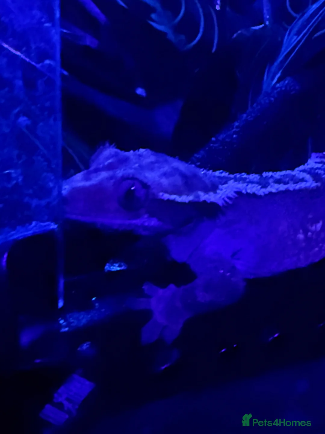 Gecko reptiles for sale: Crested Gecko With Full Bioactive Enclosure+ Stand - Advert 2