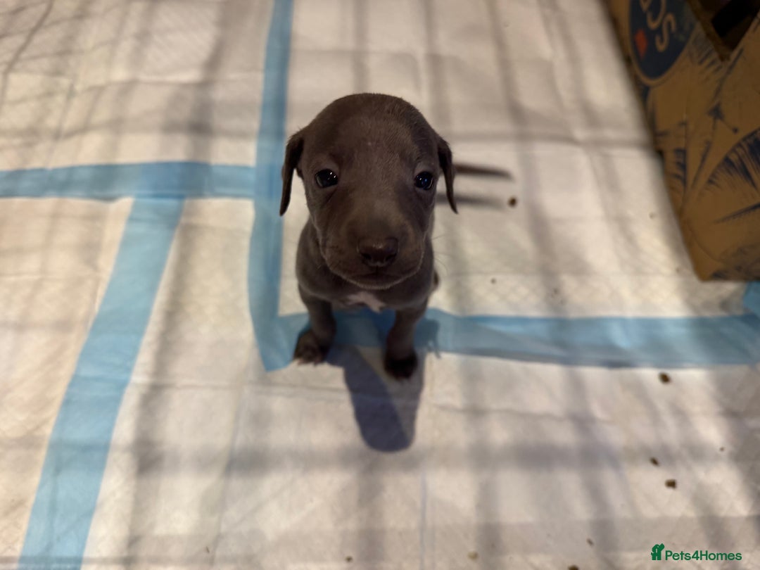 Italian Greyhound dogs for sale: 3 male Italian greyhound puppies for sale - Advert 1