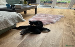 Mixed Breed cats for sale: Cuties looking for loving families - Image 5