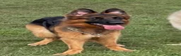 German Shepherd dogs for sale: 6 year old German shepherd female  - Advert 8