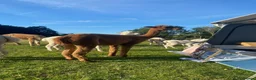 Alpaca livestock for sale: BAS registered breeding female Alpacas  - Advert 20
