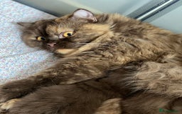 British Longhair cats for sale: Excellent show class kittens  - Image 9