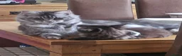 Maine Coon cats for sale: Beautiful Female Maine coon cross  - Advert 6