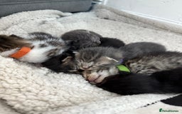 Mixed Breed cats for sale: 6 beautiful kittens  - Image 6