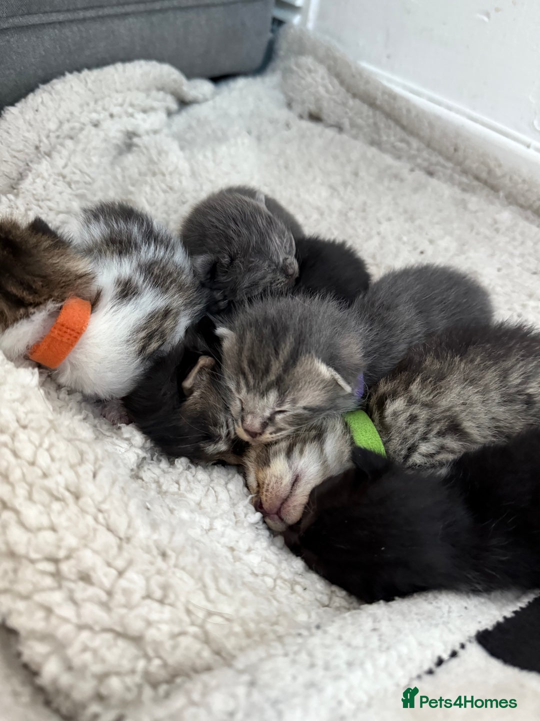 Mixed Breed cats for sale: 6 beautiful kittens  - Image 6