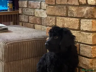 Cockapoo dogs Cockapoo - Advert 1