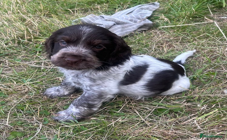 Cocker Spaniel dogs - Advert 11