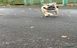 English Bulldog dogs for sale: Female english bulldog puppy  - Advert 11