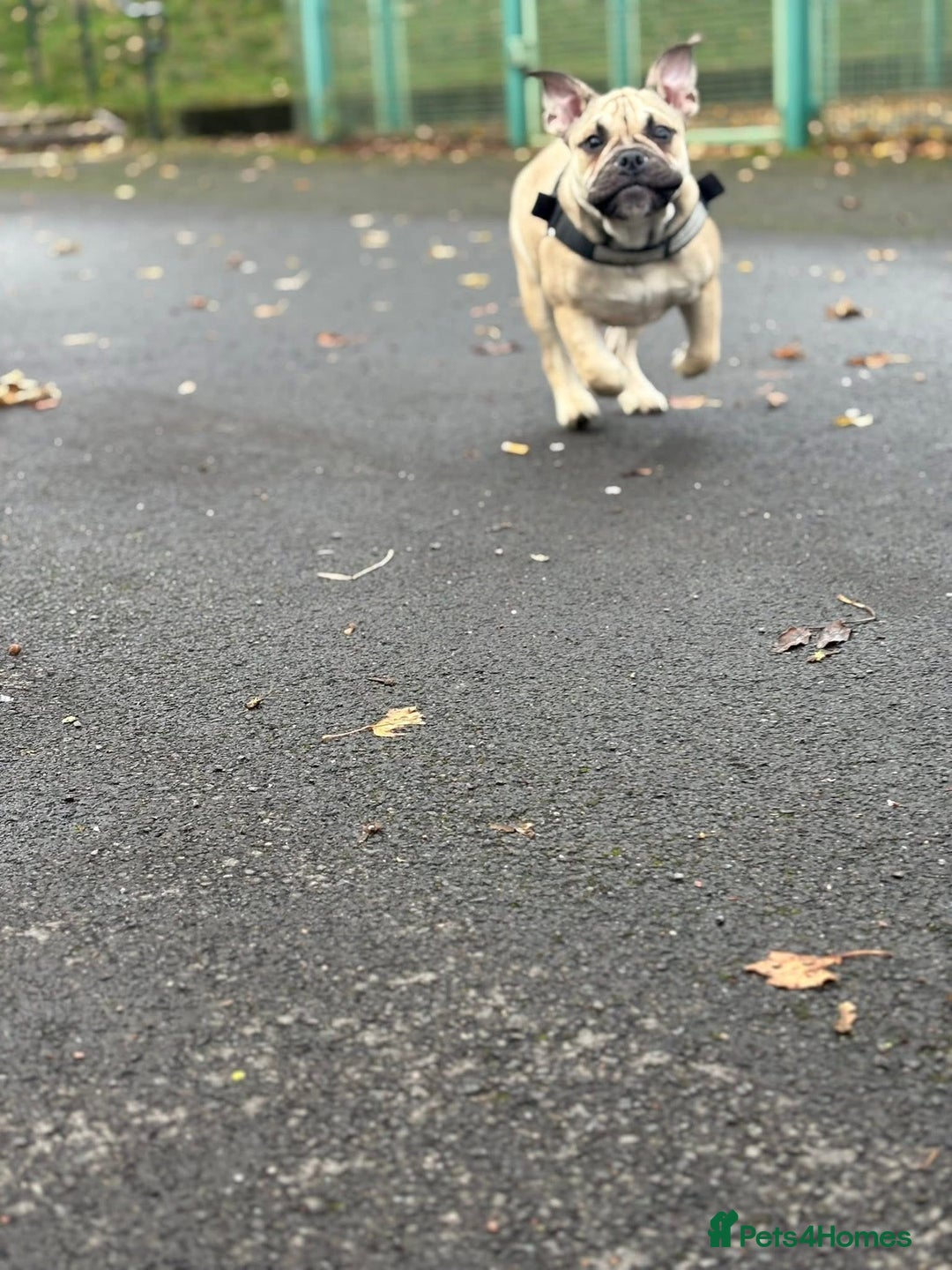 English Bulldog dogs for sale: Female english bulldog puppy  - Advert 11