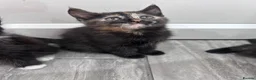 Domestic Shorthair cats for sale: 4 beautiful kittens for sale  in Hatfield - Advert 7