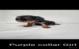 Cavalier King Charles Spaniel dogs for sale: Stunning Cavalier Puppies–Champ Blood,HealthTested - Image 10