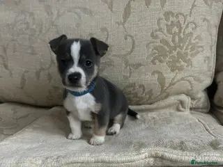 Jack Russell dogs Jack Russell - Advert 4