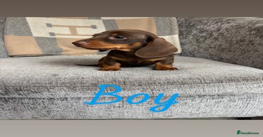 Miniature Dachshund dogs - Advert 4