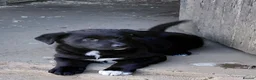 Mixed Breed dogs for sale: Black collie cross very chunky bitch  - Advert 5