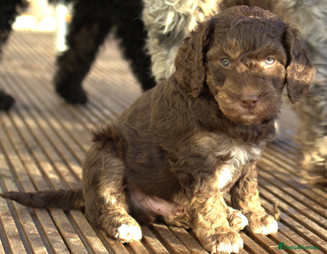 Labradoodle dogs for sale: 🐾🌈 Bred for Potential, Raised for Resilience🐾🌈 - Advert 7