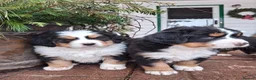 Bernese Mountain Dog dogs for sale: Female bernese mountain dog puppies  in London - Advert 5