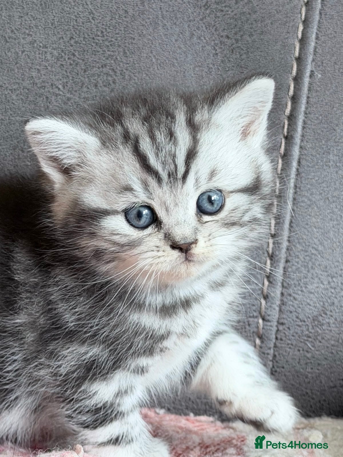 British Shorthair cats GCCF reg BSH BLACK SILVER TABBY KITTENS - Advert 2