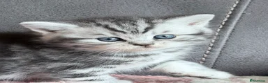 British Shorthair Kitten 1