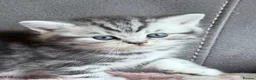 British Shorthair cats for sale: GCCF reg BSH BLACK SILVER TABBY KITTENS - Advert 11