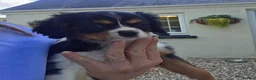 Cavalier King Charles Spaniel dogs for sale: Friendly and playful Cavalier Puppies - Advert 10