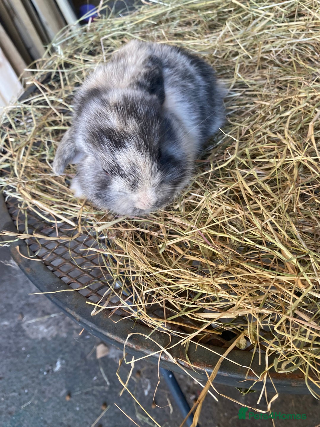 Lionhead rabbits for sale: Lion head x mini lop  - Image 14