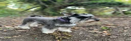 Miniature Schnauzer dogs for sale: Cuteness overload!! 😍  - Advert 8
