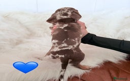 Miniature Dachshund dogs for sale: Stunning Litter of Miniature Dachshund Pups  - Image 9