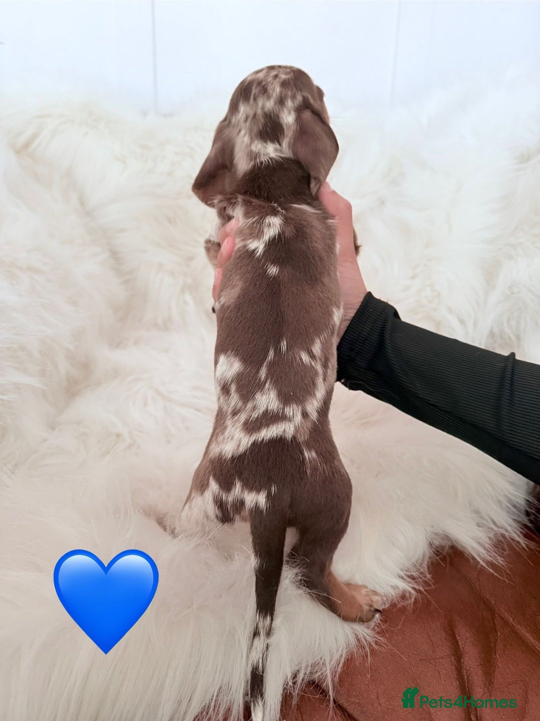 Miniature Dachshund dogs for sale: Stunning Litter of Miniature Dachshund Pups  - Image 9